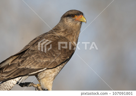 Caracara Chimango portrait, La Pampa province, Patagonia , Argentina 107091801