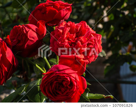 Roses, close up of a beautiful flowers in the garden at summer time. 107091826