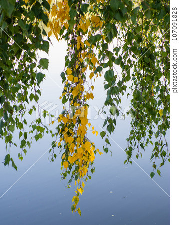 Birch branches with small yellow and green leaves over the blue water of lake 107091828