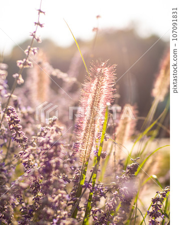 Perovskia atriplicifolia flower in the garden with sunlight 107091831