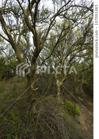 Calden forest landscape, Geoffraea decorticans plants, La Pampa province, Patagonia, Argentina. 107091865