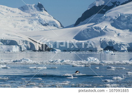 Adelie penguin porpoising,Paradise bay , peninsula, Antartica.. Adelie penguin porpoising,Paradise bay , peninsula, Antartica.. 107091885