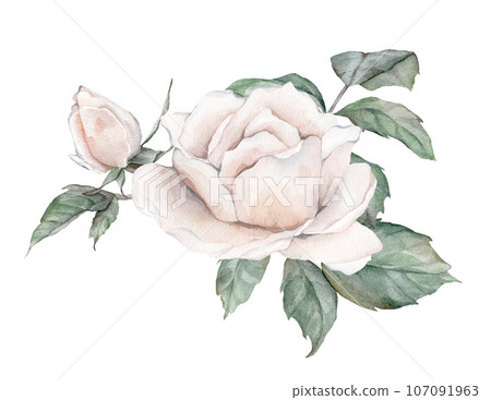 White roses watercolor illustration. hand drawn, isolated white background, flower clipart. for bouquets, wreaths, arrangements, wedding invitations, anniversary, birthday, postcards, greetings 107091963