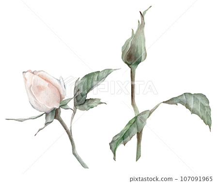 Set elements of white rose, collection garden flowers, leaves. Clipart watercolor hand painting illustration on isolate white background. For bouquets, wreaths, wedding invitations, anniversary 107091965