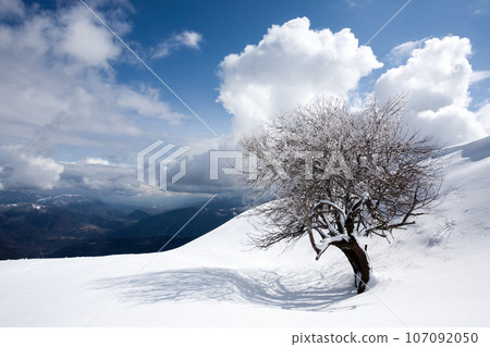Winter landscape, lonely tree covered by snow Winter landscape, lonely tree covered by snow 107092050