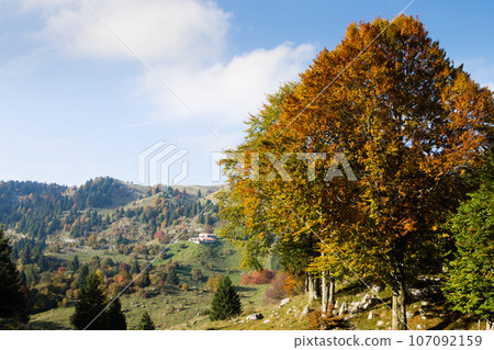 Trees in autumn season background. Autumn lansdscape Trees in autumn season background. Autumn lansdscape 107092159