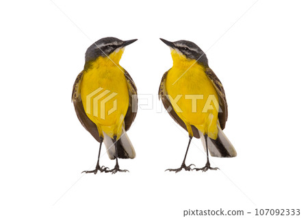two Western Yellow Wagtail isolated on white background two Western Yellow Wagtail isolated on white background 107092333