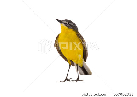 Western Yellow Wagtail isolated on white background 107092335