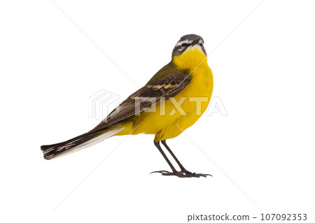 Western Yellow Wagtail isolated on white background 107092353