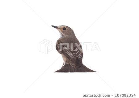 Spotted Flycatcher isolated on white background Spotted Flycatcher isolated on white background 107092354