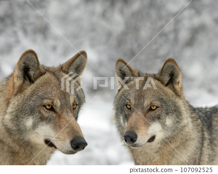 Wolf and she-wolf close-up on the background of a blurry forest Wolf and she-wolf close-up on the background of a blurry forest 107092525