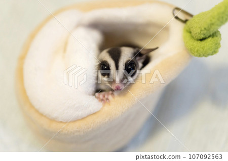 A flying squirrel peeking out from its hiding place (porch) 107092563