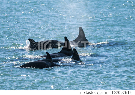 Group of killer whales breathing on the surface, Peninsula Valdes, Patagonia, Argentina. 107092615