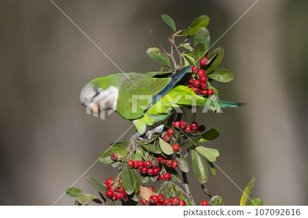 Parakeet perched on a bush with red berries , La Pampa, Patagonia, Argentina 107092616