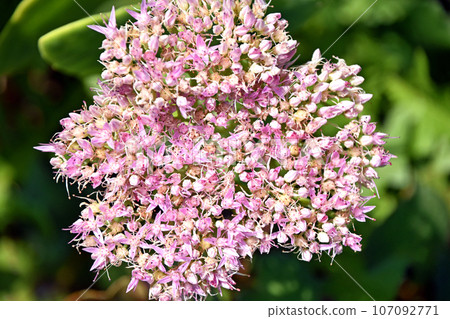 Oliben sauce (Large Bankei Grass) 107092771