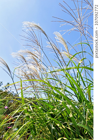Takanoha Susuki (thin hawk's wing) 107092772