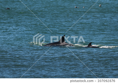 Killer whale mother and baby, Peninsula Valdes breathing on the surface, Peninsula Valdes, Patagonia, Argentina 107092876