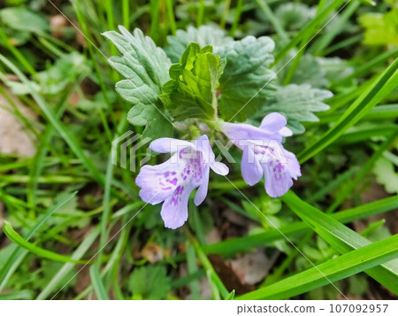 purple flowers of kakidoshi 107092957