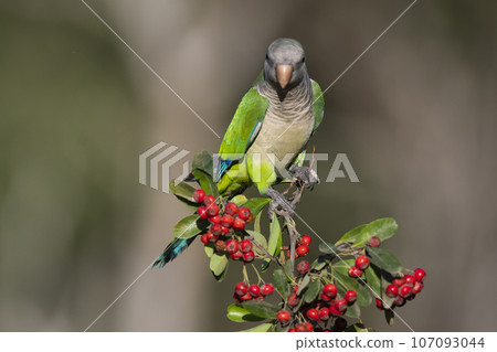 Parakeet perched on a bush with red berries , La Pampa, Patagonia, Argentina 107093044
