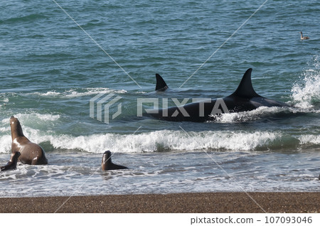 Orca patrolling the shoreline with a group of sea lions in the foreground, Peninsula Valdes, Patagonia, Argentina. 107093046