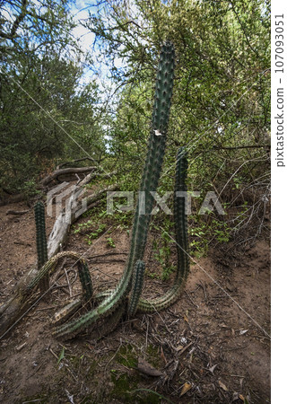 Cactus in calden forest landscape, La Pampa province, Patagonia, Argentina. 107093051