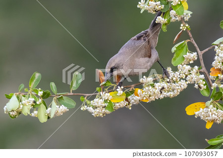 Bay winged Cowbird perched perched on flowers in spring, La Pampa province, Argentina. Bay winged Cowbird perched perched on flowers in spring, La Pampa province, Argentina. 107093057