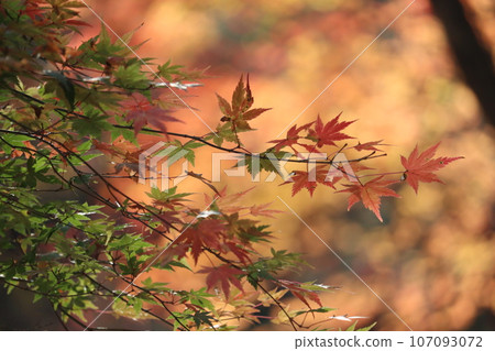 秋天的到來 107093072