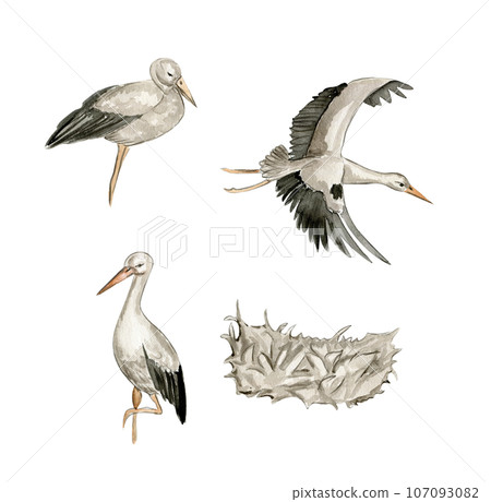 Watercolor hand drawn stork bird . Watercolor illustration of wild animal. Perfect for wedding invitation, greetings card, posters. 107093082