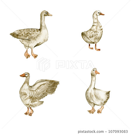Watercolor hand drawn goose . Watercolor illustration of farm animal. Perfect for wedding invitation, greetings card, posters. 107093083