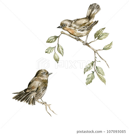 Watercolor bird. Sparrow on white background.  Perfect for wedding invitation, greetings card, posters, party decoration . 107093085
