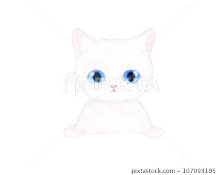 白色小貓面向前方 107093105