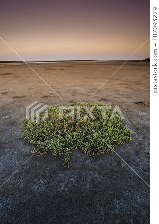 Saline grass in dry soil in Pampas Lagoon, La Pampa province, Argentina. Saline grass in dry soil in Pampas Lagoon, La Pampa province, Argentina. 107093229