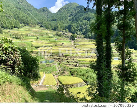 Rice terraces where autumn harvest has begun seen through the shade of trees [Yotsuya Senmaida/Shinshiro City, Aichi Prefecture] 107093329