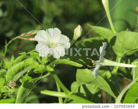Datura white flowers Datura white flowers 107093684