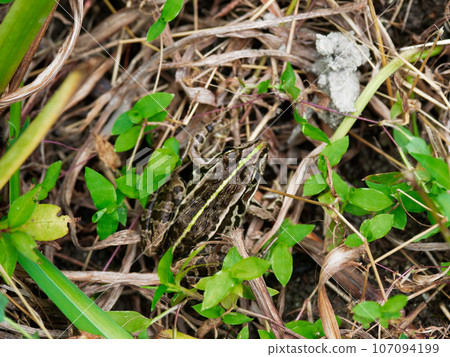 成年樹蛙 107094199