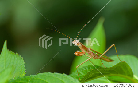 昆蟲 成年巨型螳螂 昆蟲 成年巨型螳螂 107094303