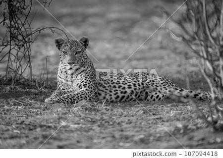 Mono leopard lies between bushes eyeing camera Mono leopard lies between bushes eyeing camera 107094418