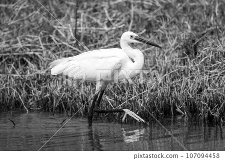 Mono little egret in shallows lifting foot Mono little egret in shallows lifting foot 107094458