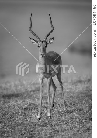 Mono male common impala stands on riverbank 107094460