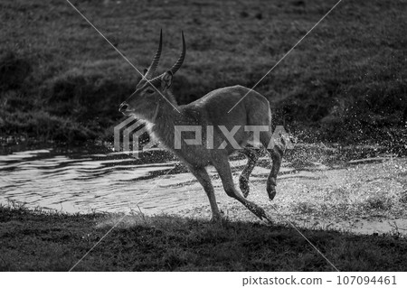 Mono male common waterbuck gallops through river Mono male common waterbuck gallops through river 107094461