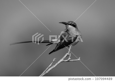 Mono southern carmine bee-eater on branch turning 107094489
