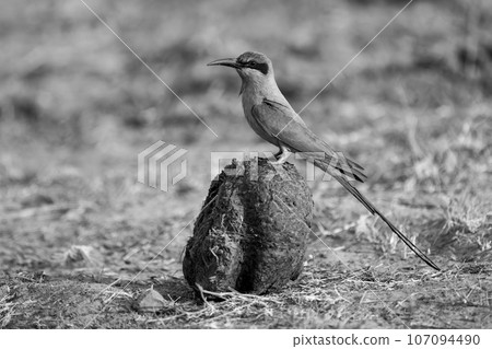 Mono southern carmine bee-eater on elephant dung 107094490