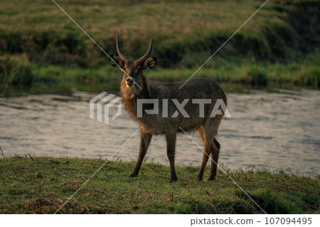 Male common waterbuck stands staring on riverbank 107094495