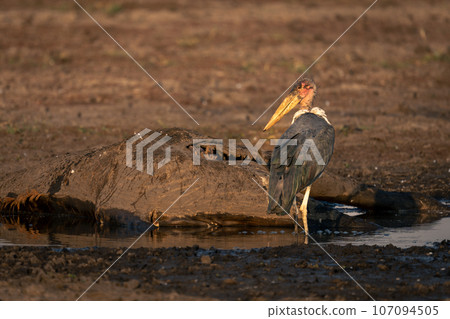 Marabou stork by giraffe carcase in waterhole Marabou stork by giraffe carcase in waterhole 107094505