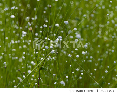 單子葉植物蓼科 107094595