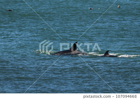 Killer whale mother and baby, Peninsula Valdes breathing on the surface, Peninsula Valdes, Patagonia, Argentina 107094668