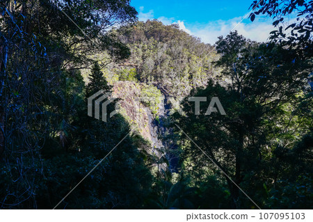 Kondalilla National Park in Queensland Australia Kondalilla National Park in Queensland Australia 107095103