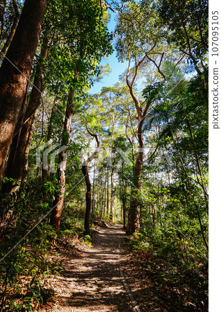 Kondalilla National Park in Queensland Australia 107095105