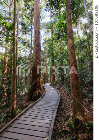 Kondalilla National Park in Queensland Australia 107095106