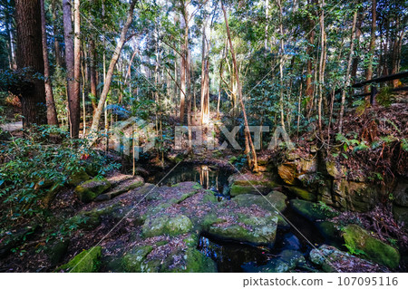 Kondalilla National Park in Queensland Australia Kondalilla National Park in Queensland Australia 107095116